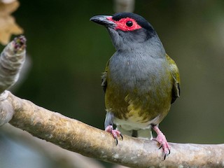 メガネコウライウグイス - eBird