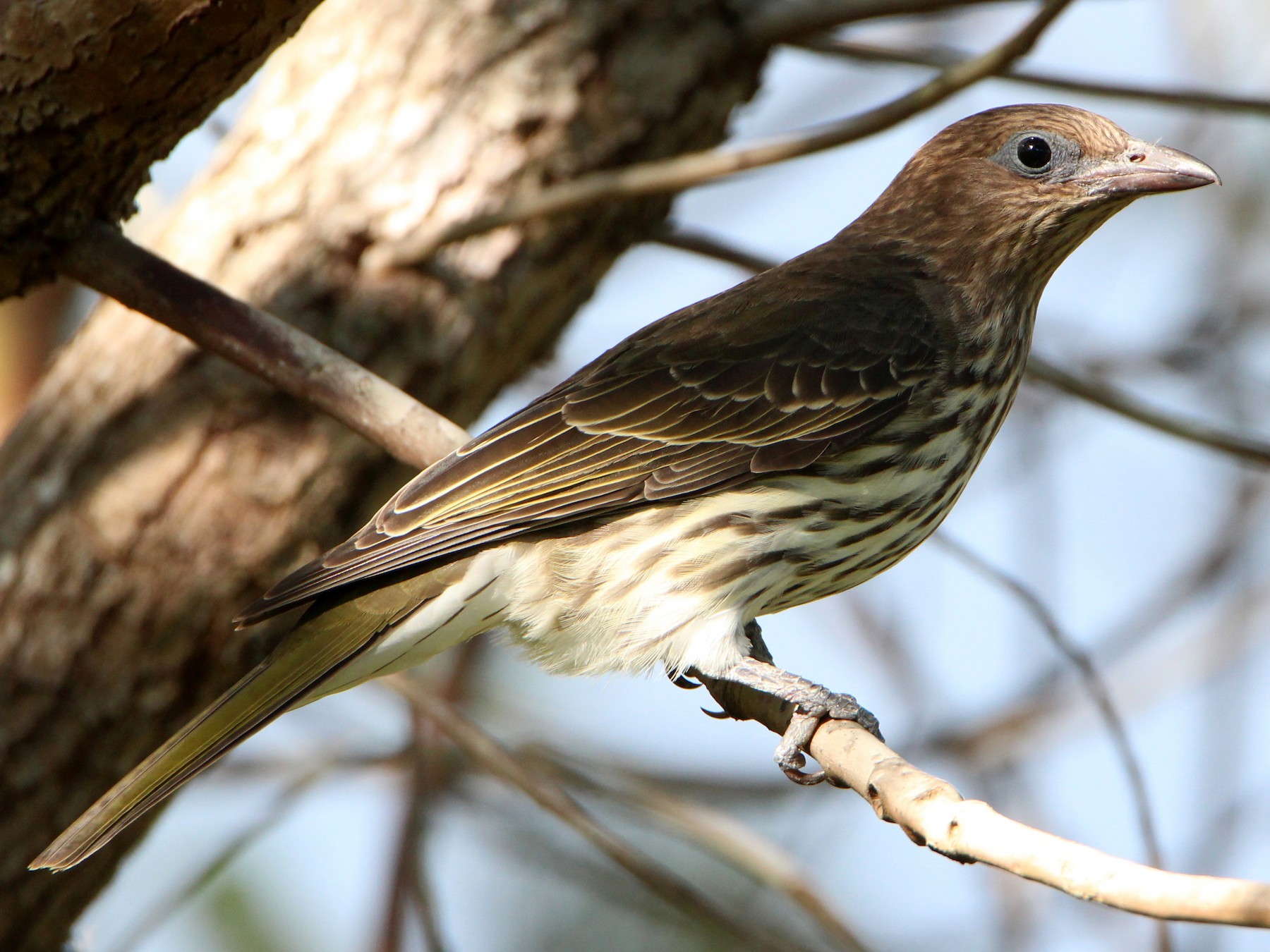 Australasian Figbird - Sandra Gallienne