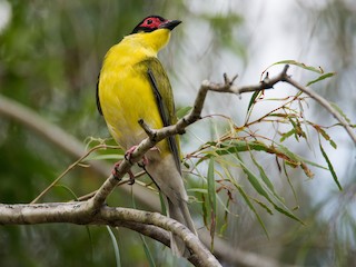 メガネコウライウグイス - eBird