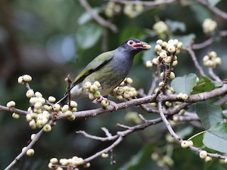 メガネコウライウグイス - eBird