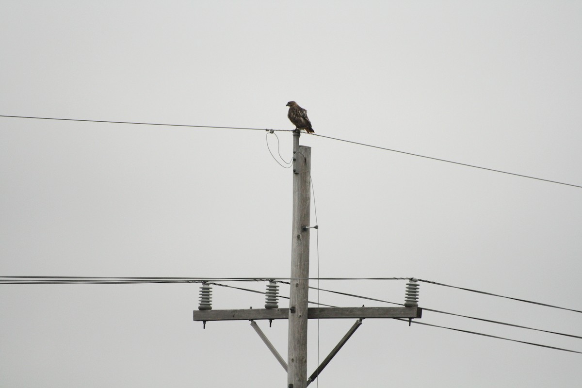 Red-tailed Hawk - ML125798051