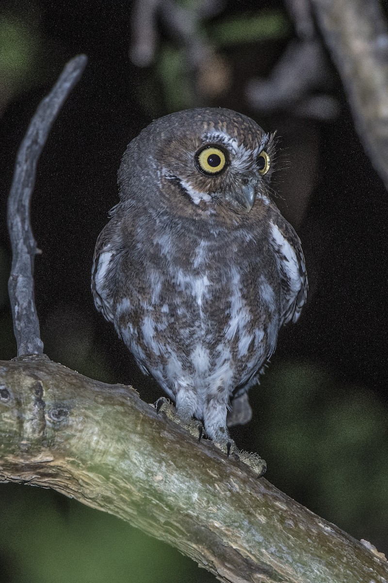 Elf Owl - RoyalFlycatcher Birding Tours & Nature Photography
