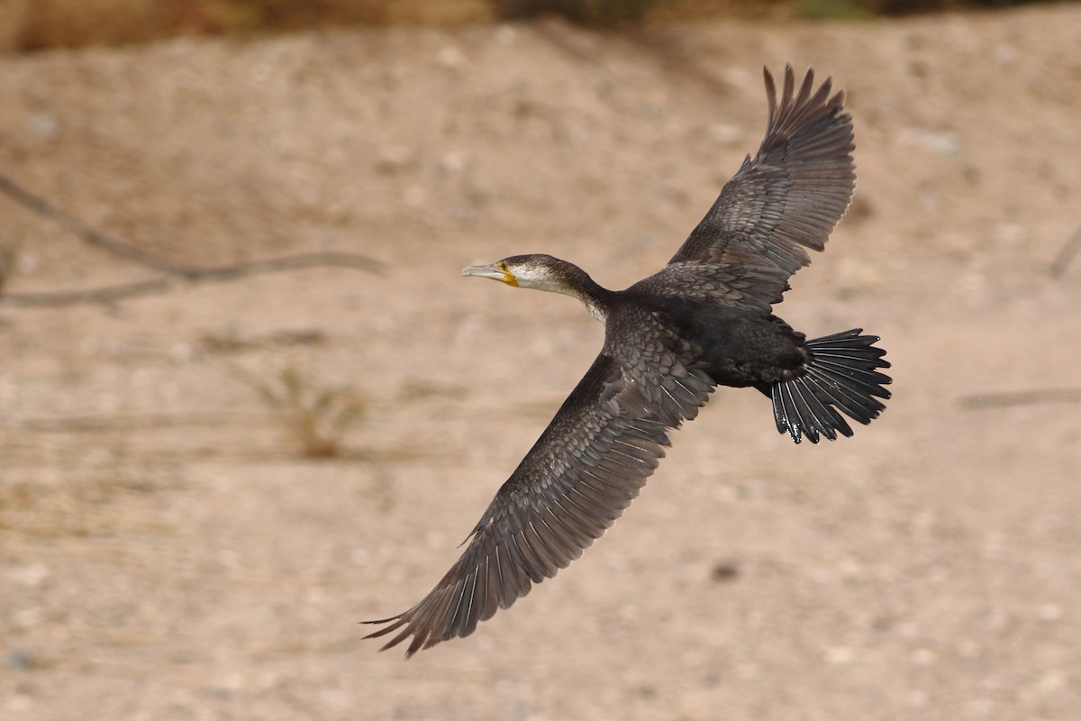 Great Cormorant (White-breasted) - ML125798571