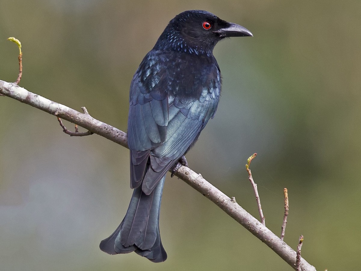 Spangled Drongo - Dicrurus bracteatus - Birds of the World