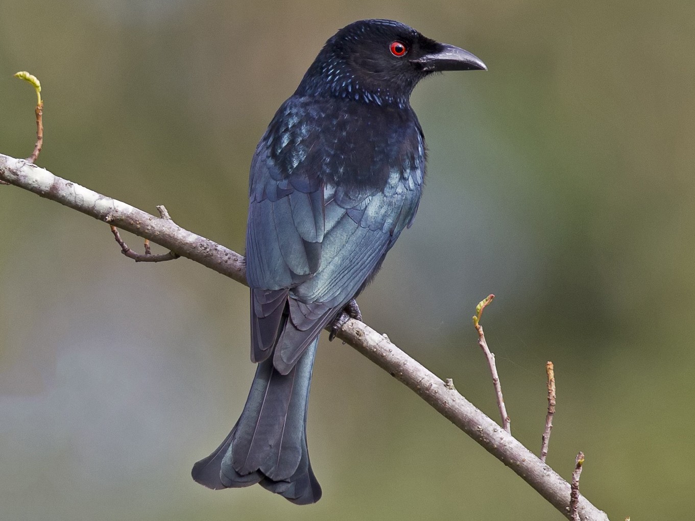 Spangled Drongo - Mat Gilfedder