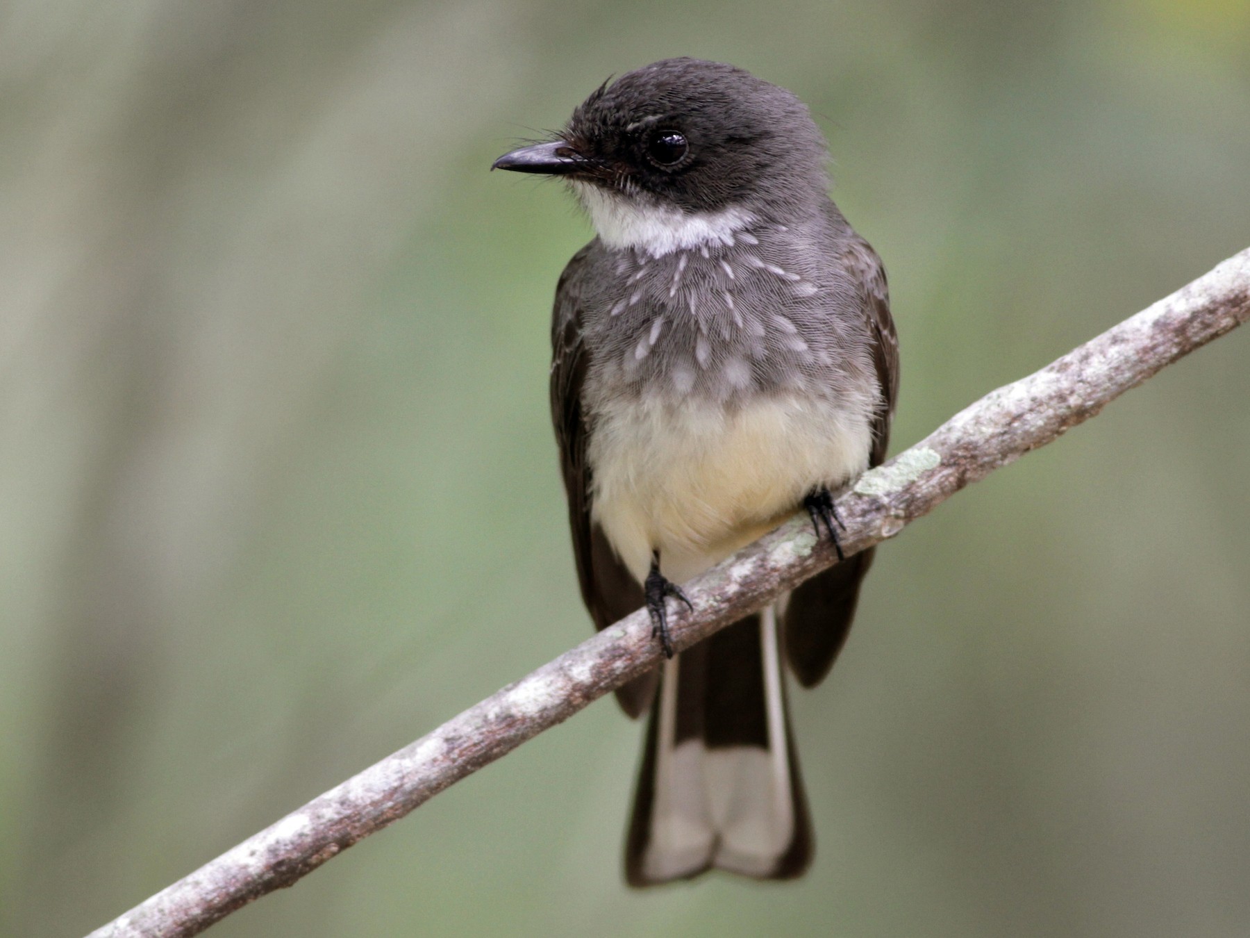 Northern/Biak Fantail - Alex Wiebe