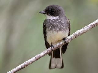  - Northern Fantail