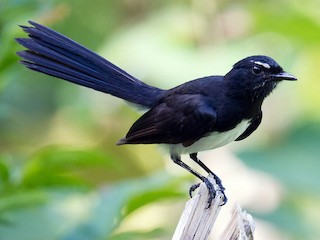 Willy-Willy Wagtail Willy-Willy Wagtail
