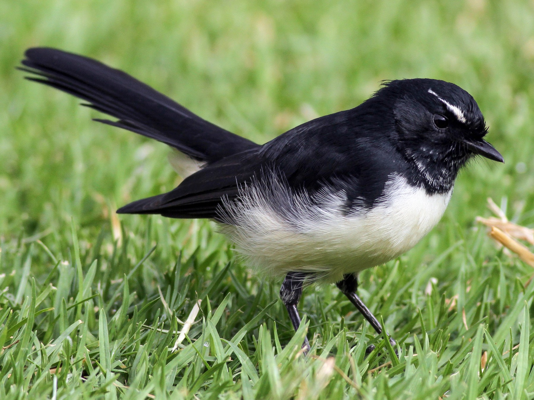 Willie-wagtail - Evan Lipton