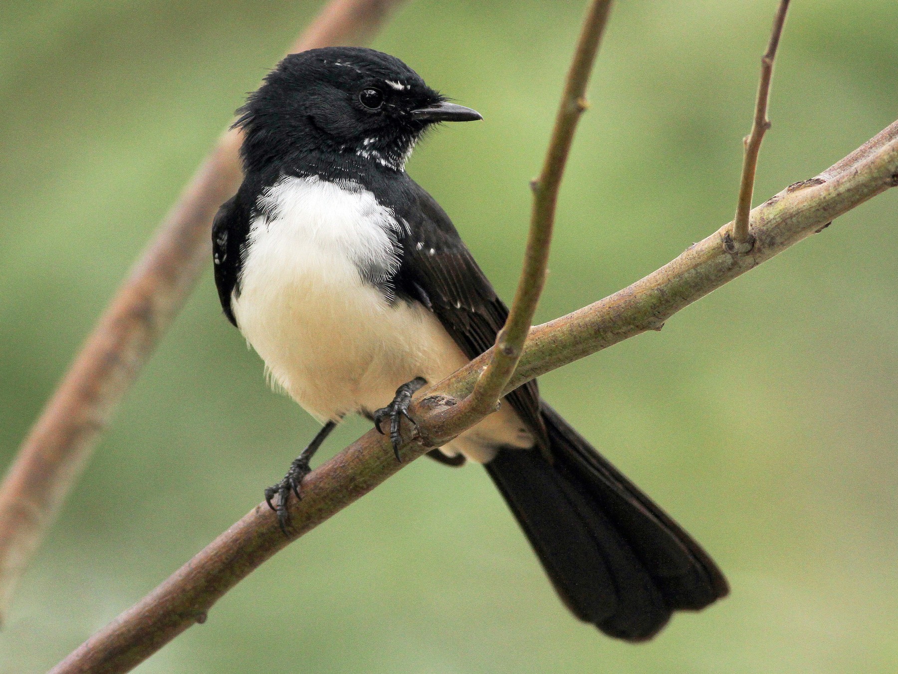 Willie-wagtail - Evan Lipton