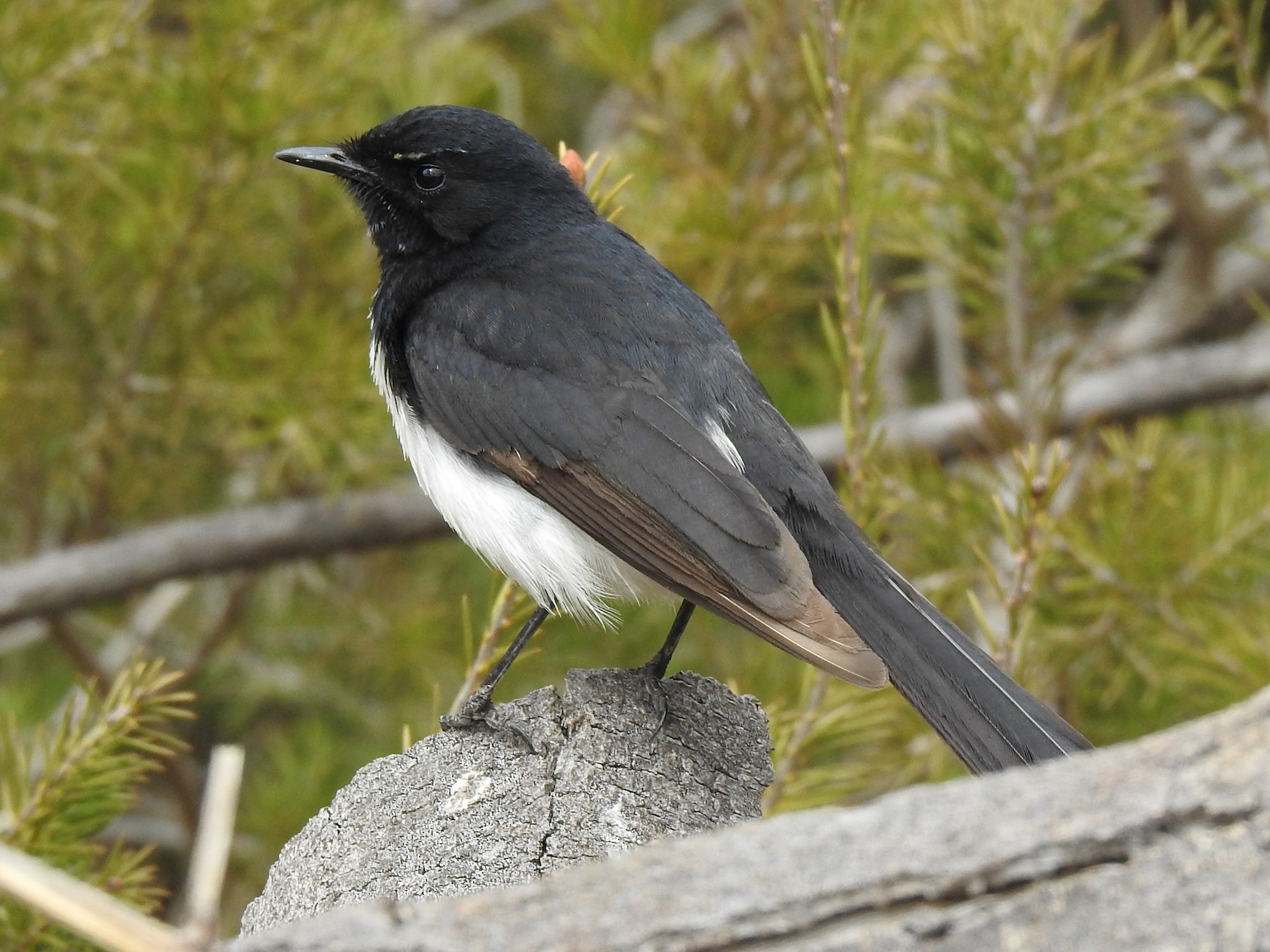 Minden Pictures - Willie-wagtail (Rhipidura leucophrys), Australia - Simon  Bennett/ BIA