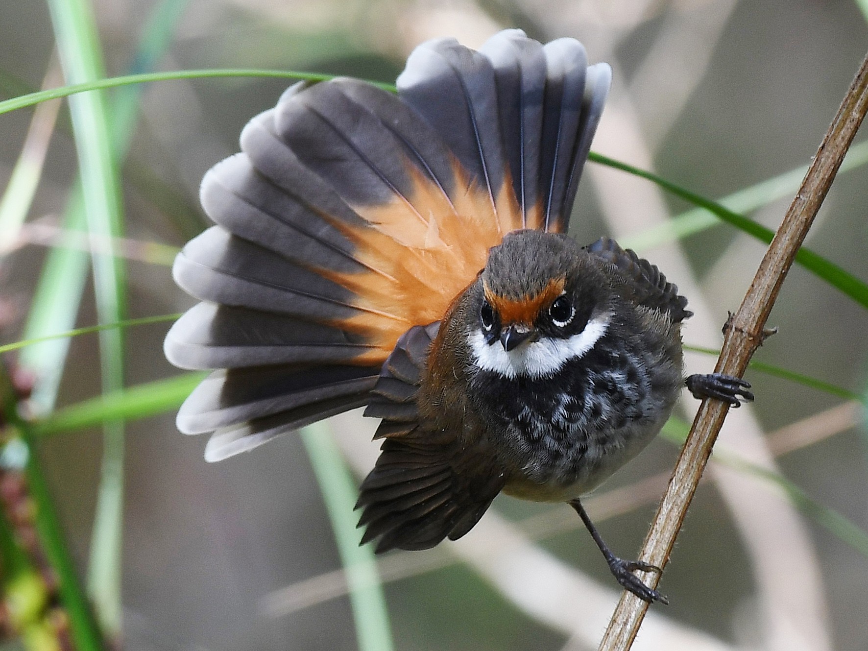 Rufous Fantail - Terence Alexander