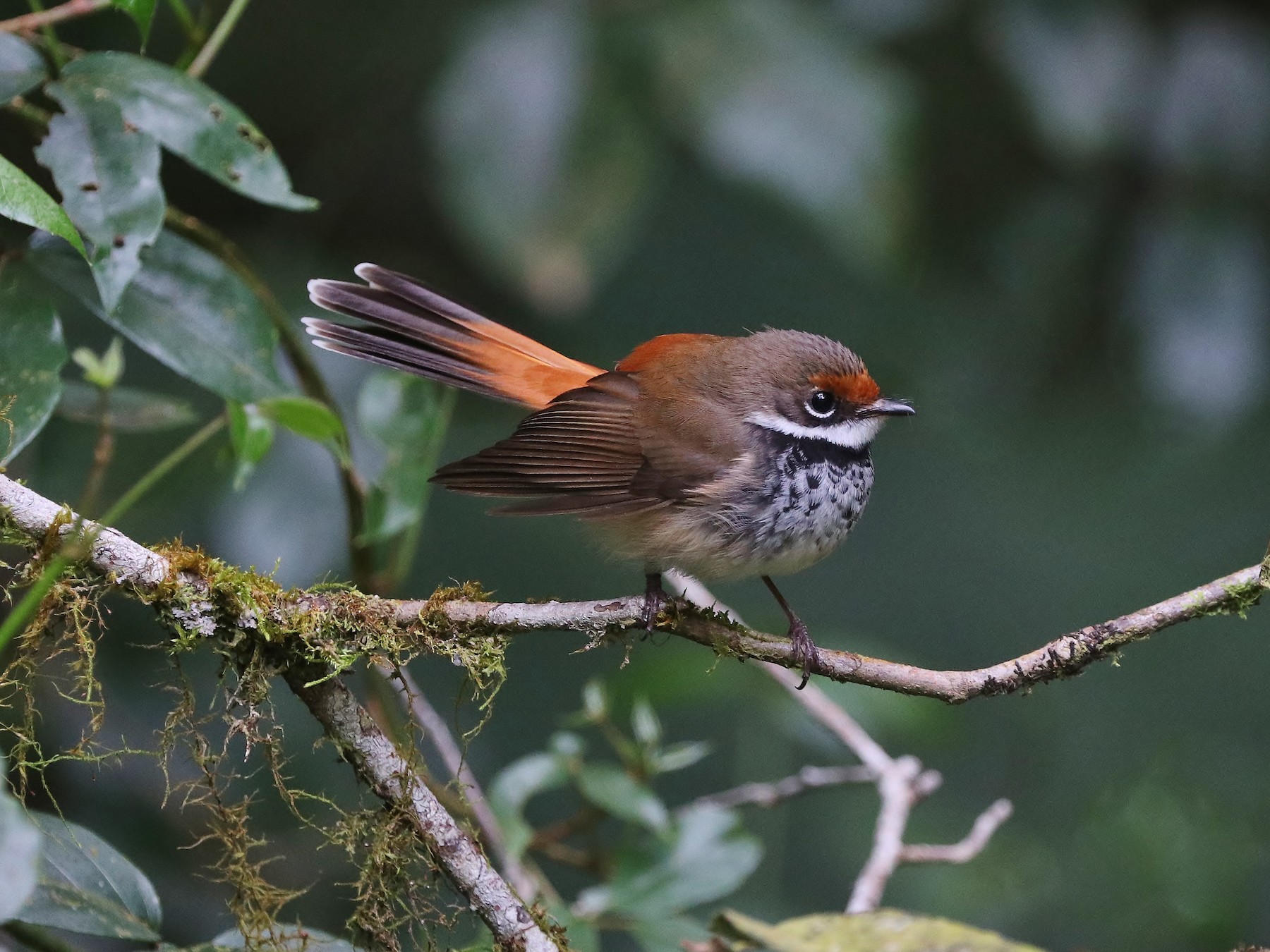 australian rufous fantail - eBird