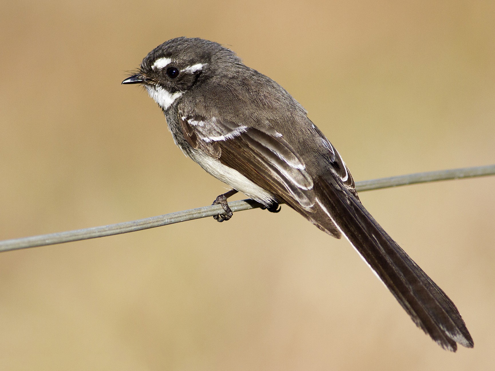 Gray Fantail eBird