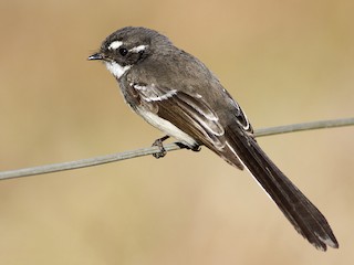  - Gray Fantail