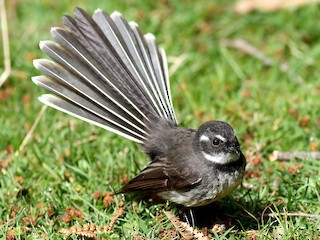  - Gray Fantail
