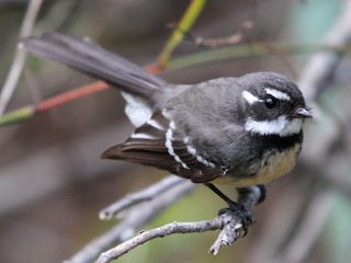  - Gray Fantail
