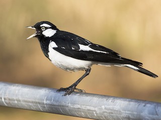 Magpie-lark - eBird