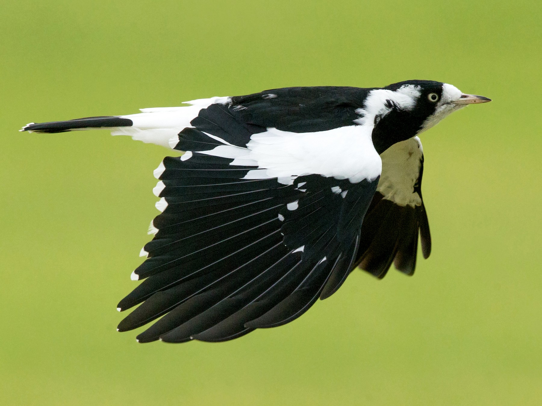 Magpie-lark - David Irving