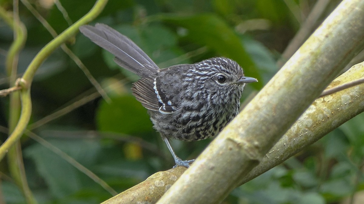 Dusky-tailed Antbird - ML125807371