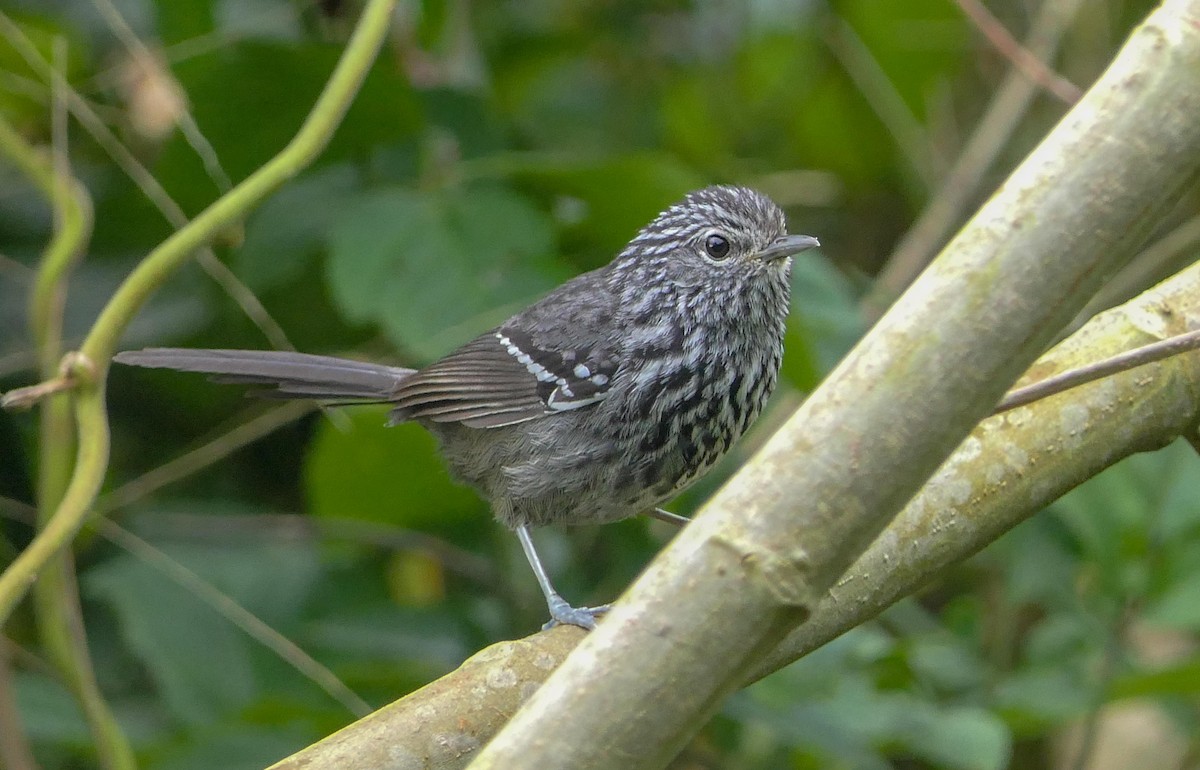 Dusky-tailed Antbird - ML125807411