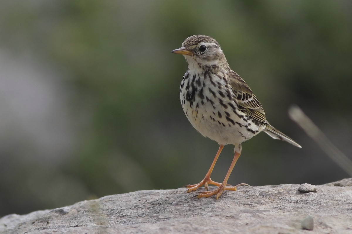 Meadow Pipit - Ohad Sherer