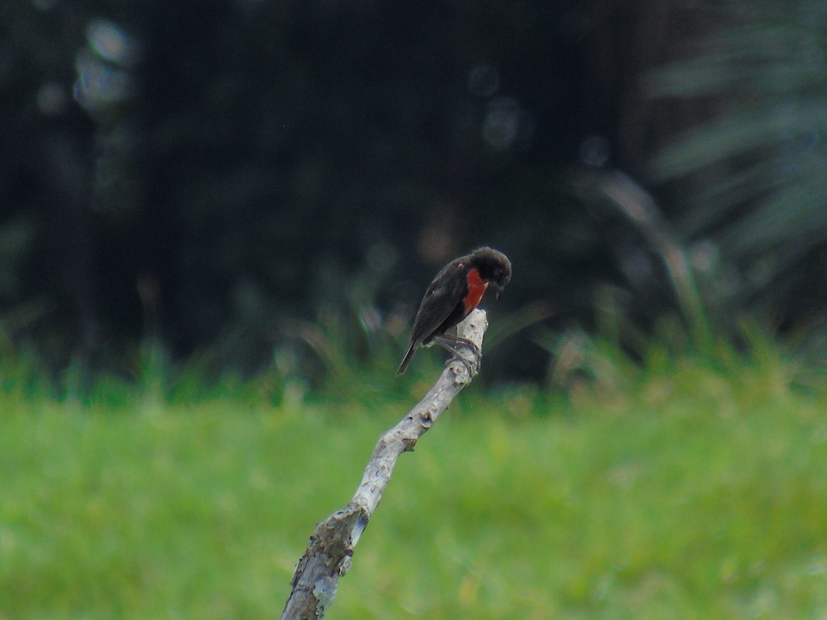 Red-breasted Meadowlark - ML125813271