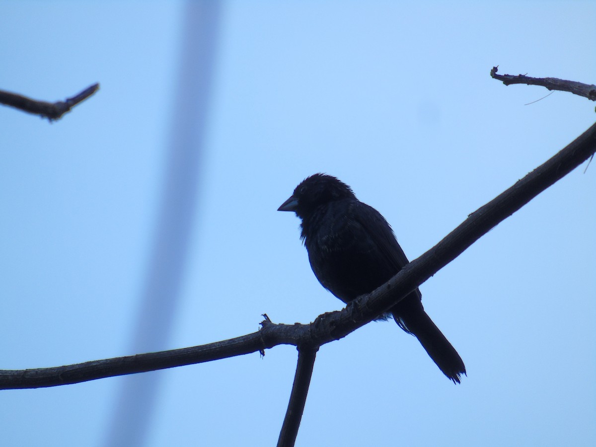 White-lined Tanager - ML125813421