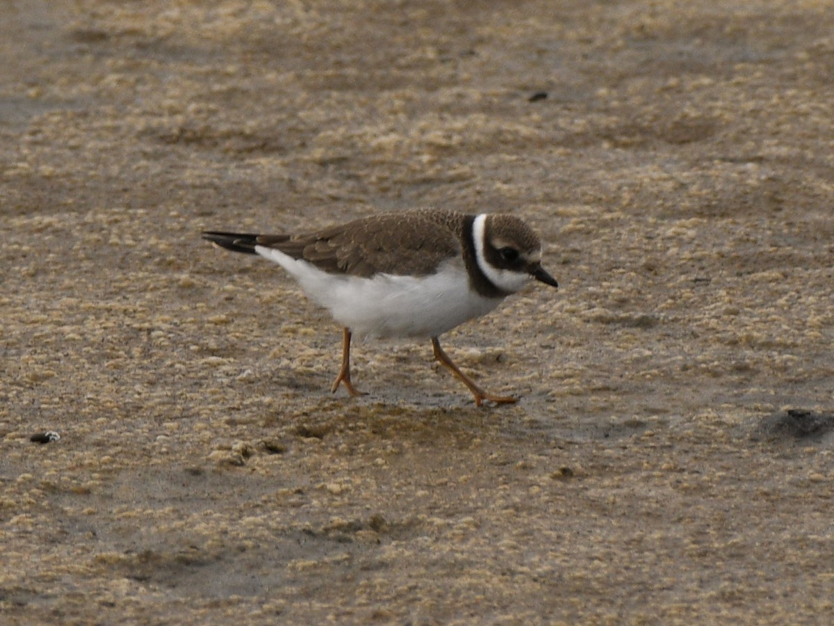 Common Ringed Plover - ML125813601