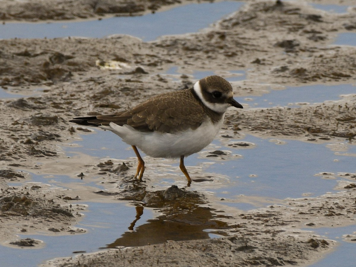 Common Ringed Plover - ML125813631