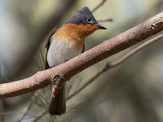 Leaden Flycatcher Myiagra Rubecula Birds Of The World