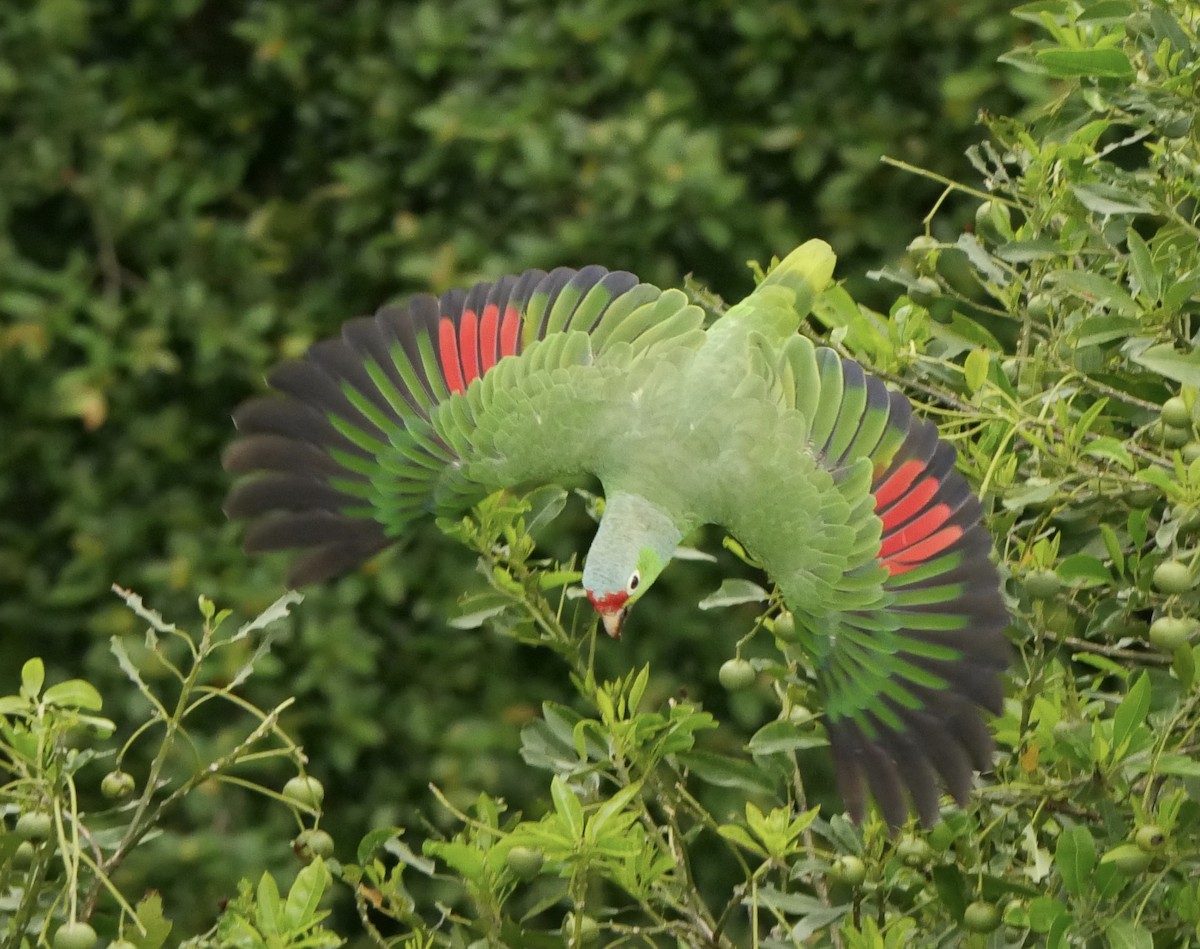 Red-lored Parrot - ML125815681