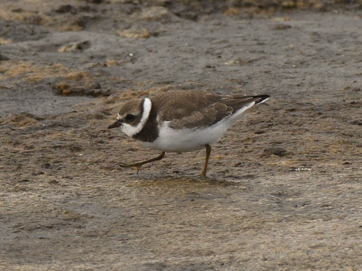 Semipalmated Plover - ML125815741