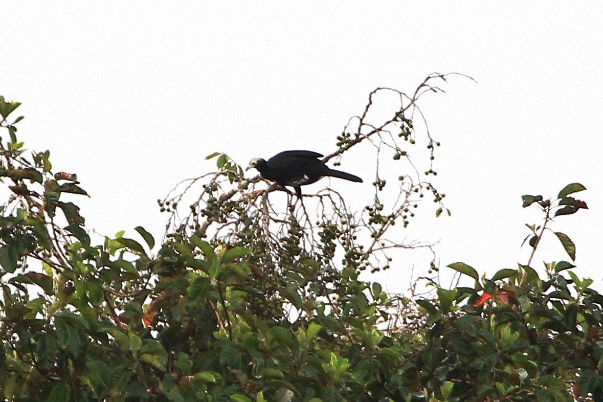 Blue-throated Piping-Guan - ML125816071