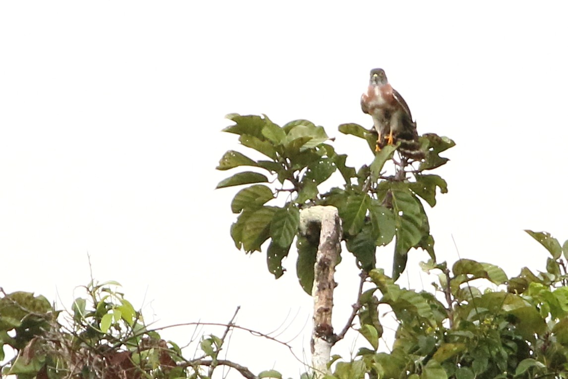 Double-toothed Kite - ML125816301