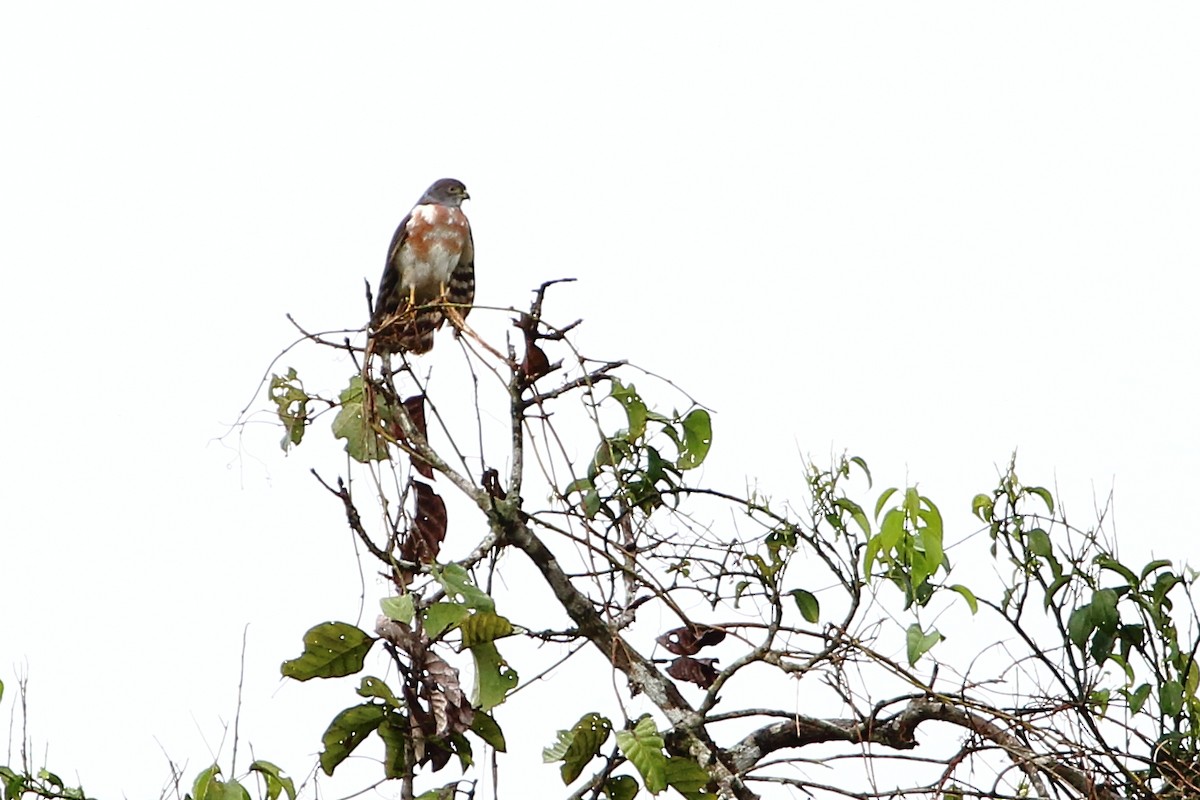 Double-toothed Kite - ML125816311