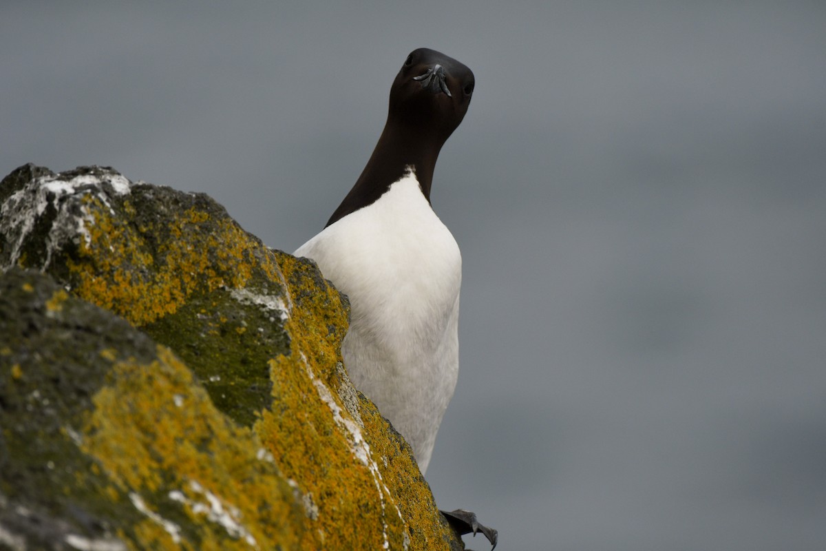 Thick-billed Murre - ML125816351