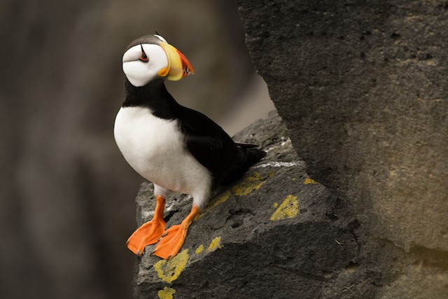 Horned Puffin Identification, All About Birds, Cornell Lab of