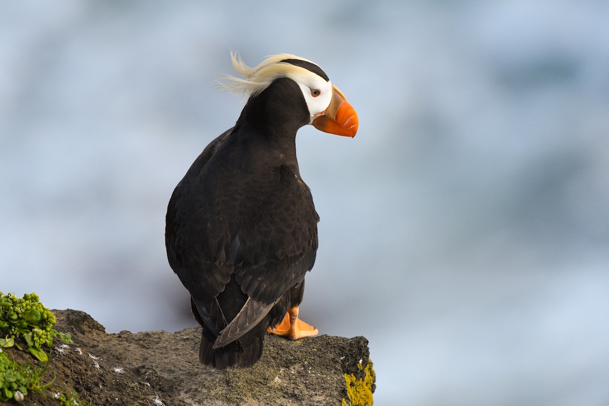 Tufted Puffin - ML125816721