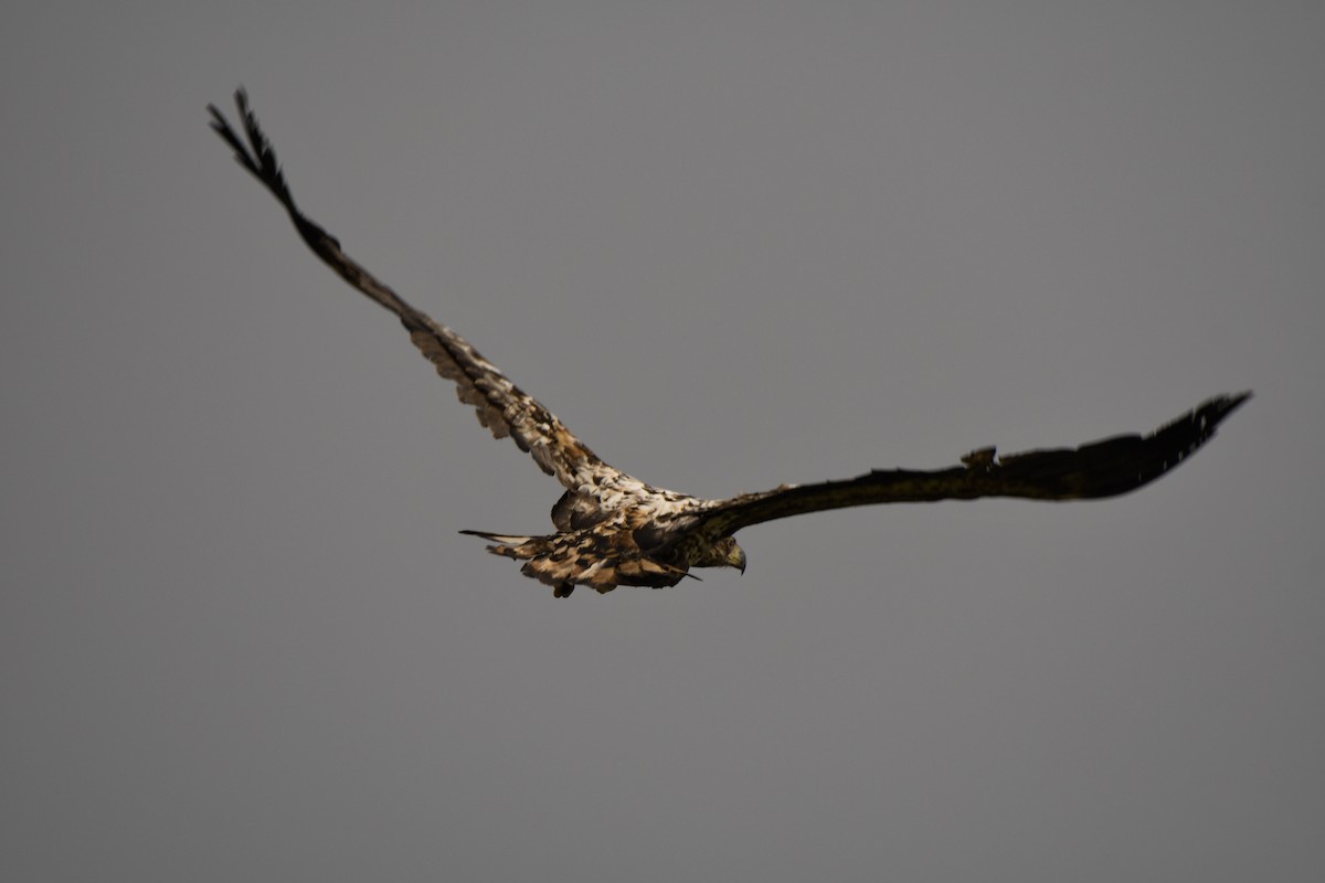White-tailed Eagle - ML125816871