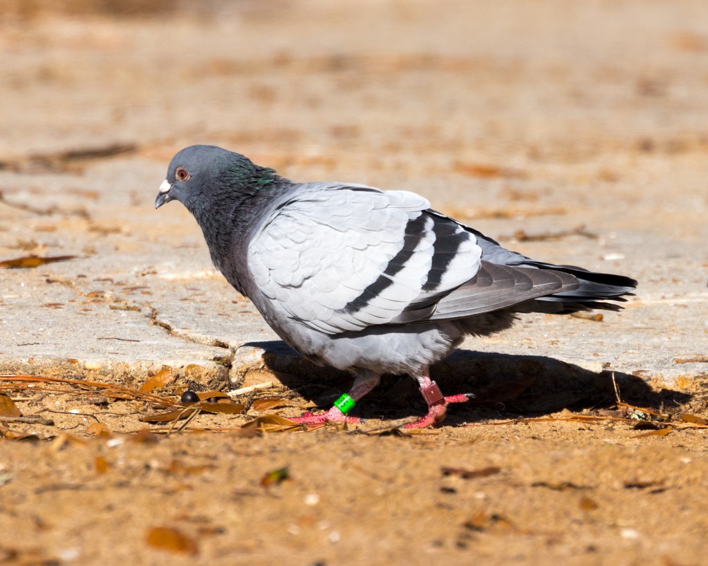 Rock Pigeon (Feral Pigeon) - Linda Burek