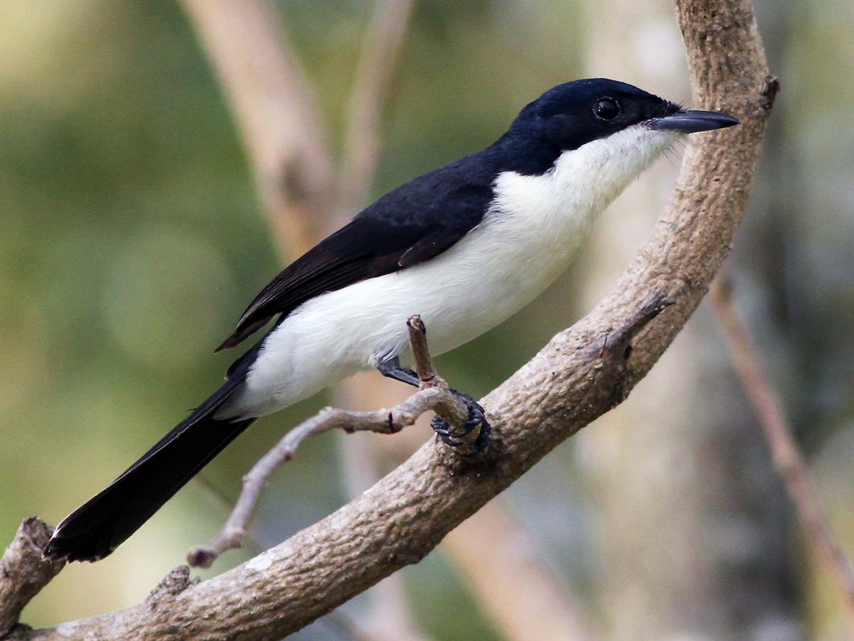 Paperbark Flycatcher - Chris Wiley