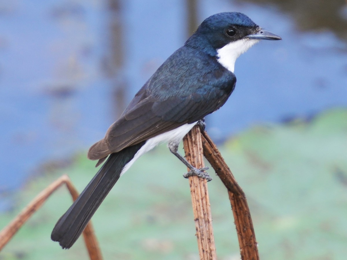 Paperbark Flycatcher