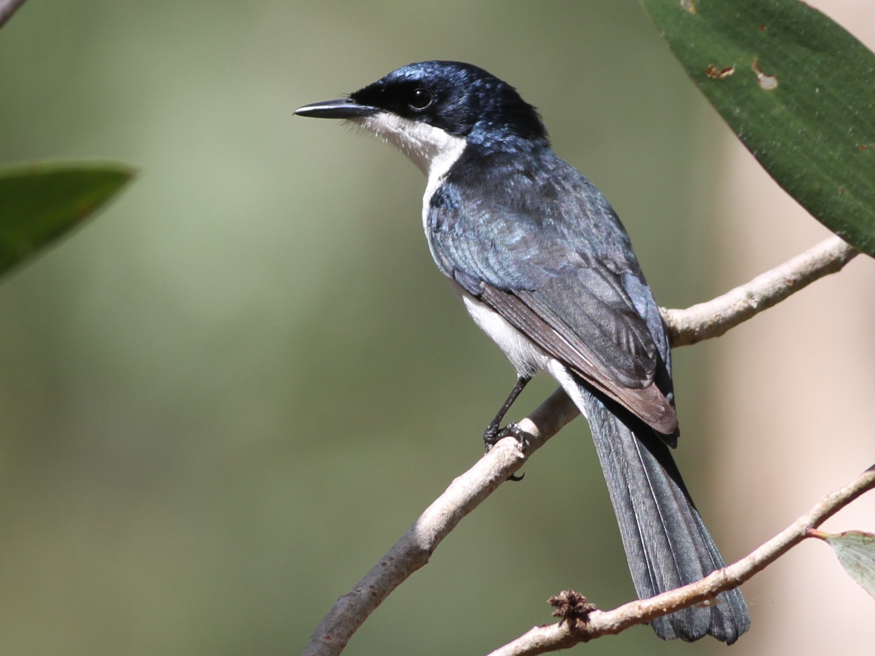 Paperbark Flycatcher - Chris Wiley
