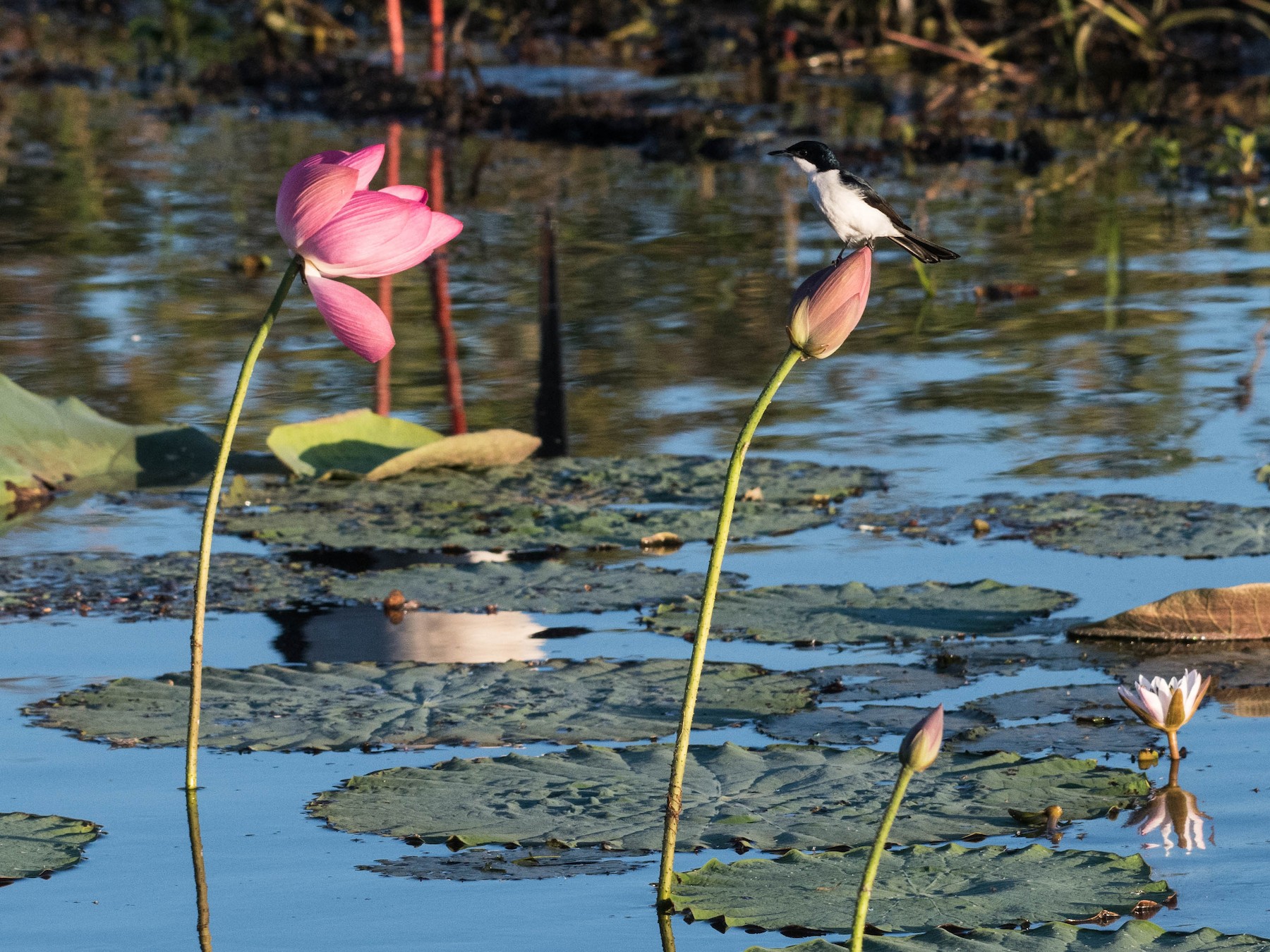 Paperbark Flycatcher - Terence Alexander