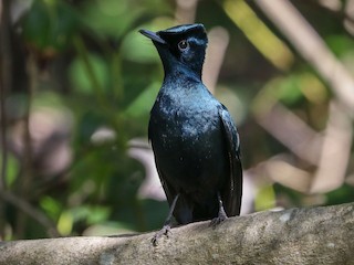  - Shining Flycatcher