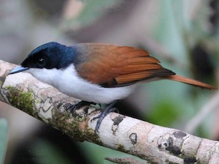  - Shining Flycatcher