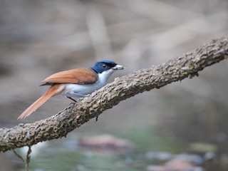  - Shining Flycatcher