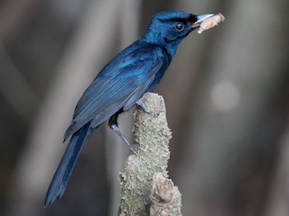  - Shining Flycatcher