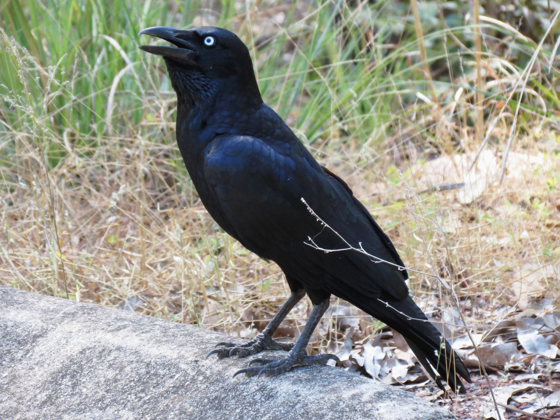 Corbeau de Torres - eBird